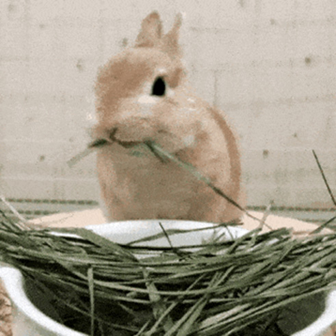 قاعدة اللثة