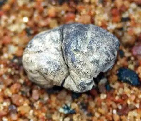 قاعدة اللثة